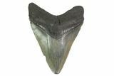 3.02" Fossil Megalodon Tooth - South Carolina - #130773-1
